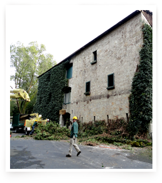 Buena Vista Winery Construction - Ivy Removal